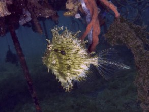 A bizarre jewellery filefish (Chaetodermis penicilligerus), filefish, swimming next to an