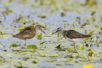 Spotted Redshank (Tringa erythropus) Hungary