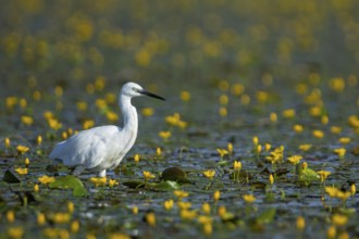 Little Egret (Egretta garzetta) Hungary