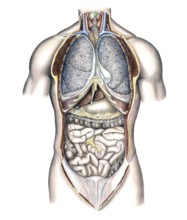 Medical illustration, intestines, internal organs in human chest and abdomen, school picture,