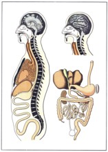 Medical illustration, The human digestive system, school picture, authentic reproduction of a