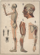 Medical illustration, human skeleton and muscles, school picture, authentic reproduction of a