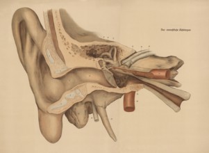 Medical illustration, The human hearing organ, ear, school picture, authentic reproduction of a