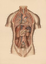 Medical illustration, lungs and internal organs of humans, school picture, authentic reproduction