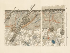 Medical illustration, cut through human skin and hair root, school picture, authentic reproduction