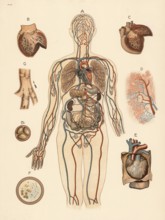 Medical illustration, human blood circulation with organs, school picture, authentic reproduction