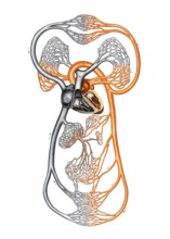 Medical illustration, diagram of human blood circulation, school picture, authentic reproduction of