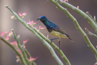 Sunbird, Souimanga Sunbird (Cinnyris souimanga), male, in the dry forest in western Madagascar