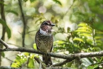A Short-Legged Gound-Roller (Brachypteracias leptosomus) in the rainforests of eastern Madagascar