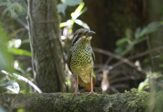 A bird, Scaly Ground Roller (Geobiastes squamigerus) in the rainforests of Mantadia National Park