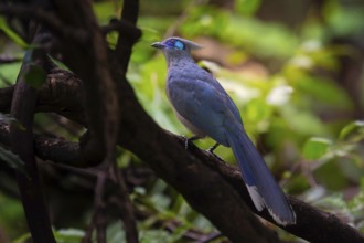 Crested Coa (Coa cristata) in the dry forests of western Madagascar