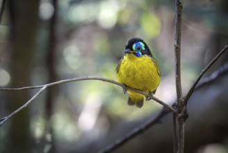 Blackthorn asity (Philepitta schlegeli) in the dry forests of Ankarafantsika National Park