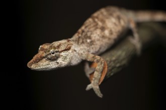 Chameleon (Calumma vohibola) in the lowland rainforests of eastern Madagascar