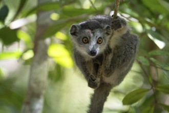 Crowned lemur (Eulemur coronatus) in the dry forests of north-west Madagascar