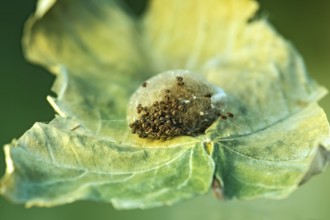 Young oak leaf wheel spiders (Aculepeira ceropegia) begin to leave their cocoon after hatching,