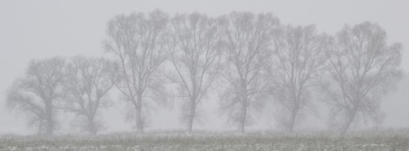 Willows (Salix) in a foggy snowstorm, Emsland, Lower Saxony, Germany