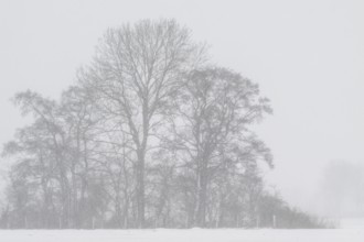 English oak (Quercus robur) in a misty snowstorm, Emsland, Lower Saxony, Germany