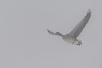Greylag geese (Anser anser) flying in the fog, Emsland, Lower Saxony, Germany