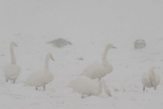 Whooper swans (Cygnus cygnus) and grey geese (Anser anser) in the snow, Emsland, Lower Saxony,