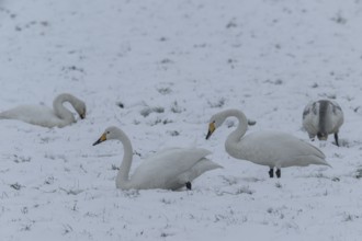 Whooper swans (Cygnus cygnus) in the snow, Emsland, Lower Saxony, Germany