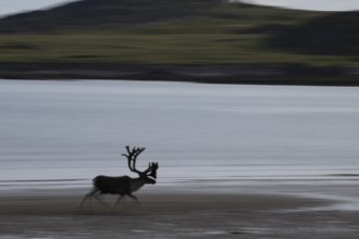Kiberg, Troms, Norway, Blurred reindeer (Rangifer tarandus) in dynamic movement on the beach of the