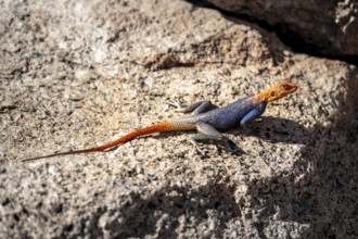 Male settler agama (Agama agama), Namibia