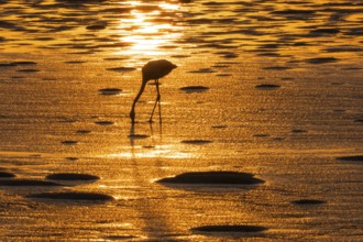 Pink flamingo (Phoenicopterus roseus) against the light, sunset, lagoon at Walfish Bay, Erongo,