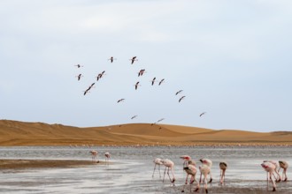 Lesser Flamingos (Phoeniconaias minor) in flight in front of the Namib Desert with lagoon, Walfish
