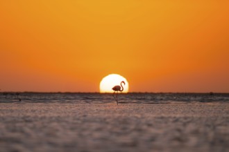 Single pink flamingo (Phoenicopterus roseus) directly in front of the setting sun, backlight,