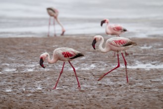 Lesser Flamingos (Phoeniconaias minor) in a lagoon, Walfish Bay, Erongo, Namibia