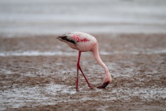 Lesser Flamingo (Phoeniconaias minor) in a lagoon, Walfish Bay, Erongo, Namibia