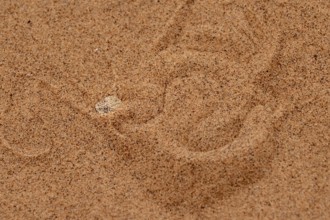 Dwarf puff adder (Bitis peringueyi) hiding in the sand, camouflage, Namib Desert, Namibia