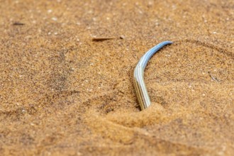 FitzSimon's burrowing skink or short blind dart skink, (Typlacontias brevipes), Namib Desert,