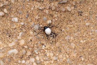 Mist drinker beetle, Tenebrionidae, Onymacris, on sand, Sossusvlei, Namibia
