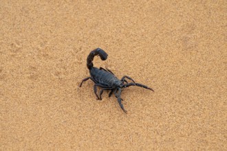 Black scorpion (Parabuthus villosus) running across sand, Namib Desert near Swakopmund, Namibia