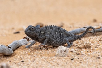 Desert chameleon, Namaqua chameleon (Chamaeleo namaquensis), Namib Desert near Swakopmund, Namibia