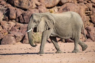 African elephant (Loxodonta africana), desert elephant, riverbed of the Ugab River, Damaraland,