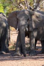 African elephant (Loxodonta africana), desert elephant, riverbed of the Ugab River, Damaraland,