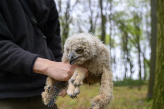 Münsterland, North Rhine-Westphalia, Germany, A bird ringing human ornithologist gently holds a