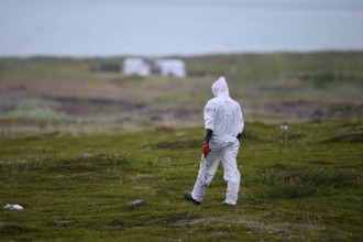 Person in a protective suit, protective mask and goggles picks up a dead kittiwake (Rissa