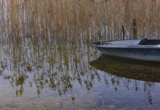 Foggy autumn atmosphere at the lake with fishing boat in reeds, Irrsee, Salzkammergut, Upper