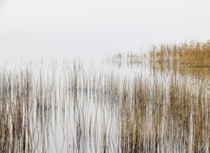 Autumn morning fog on the reed belt on the shores of Lake Mondsee, Salzkammergut, Upper Austria,