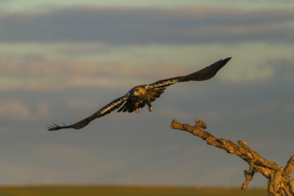 Spanish imperial eagle (Aquila adalberti) Castilla-La Mancha, Spain