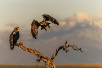 Spanish imperial eagle (Aquila adalberti) with the background of Gredos and the snowy peak of