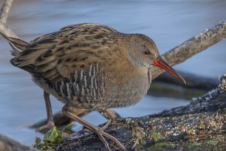 Water Rail (Rallus aquaticus) runs along a branch at the edge of the water in the moor. The sun