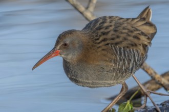 Water Rail (Rallus aquaticus) runs along a branch at the edge of the water in the moor. The sun is