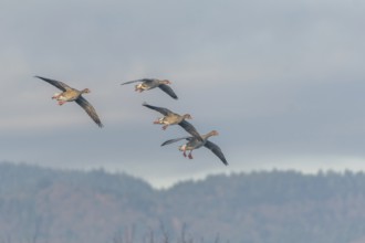 Greylag goose (Anser anser) moving in the clear sky. The wings are outstretched as they fly. The