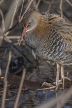 Water Rail (Rallus aquaticus) sits on branches in the swamp. It has grey feathers and stripes.