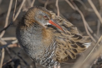 Water Rail (Rallus aquaticus) sits on branches in the swamp. It has grey feathers and stripes.