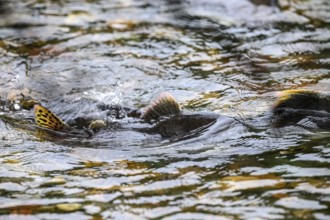 Atlantic salmon (Salmo salar) swimming close to the surface on their spawning migration in a
